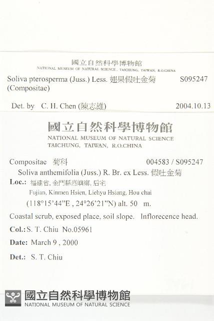 翅果假吐金菊藏品圖，第2張