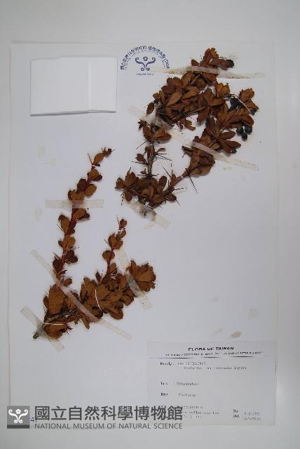 玉山小蘗藏品圖，第1張