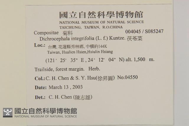 茯苓菜藏品圖，第2張