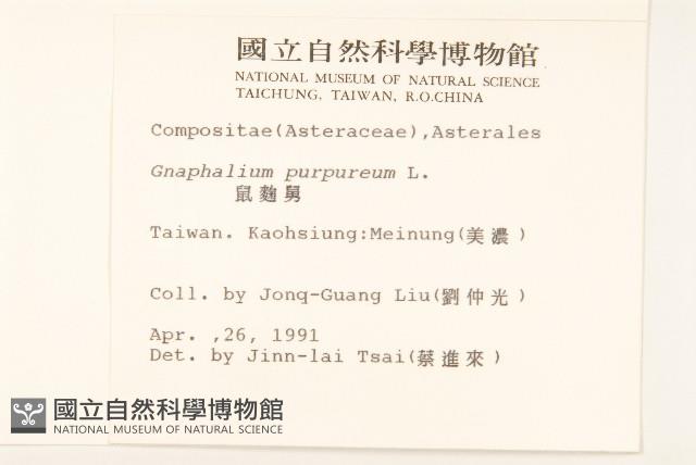 鼠麴舅藏品圖，第2張