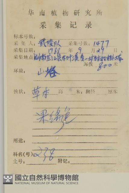 卵葉紫菀藏品圖，第2張