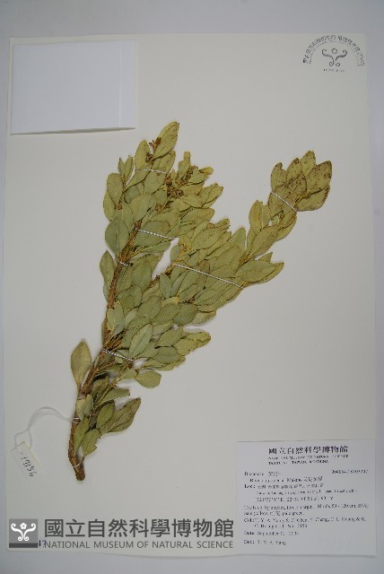 琉球黃楊藏品圖，第1張