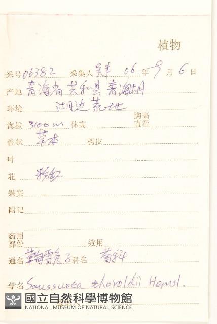 草甸雪免子藏品圖，第2張