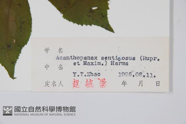 刺五加藏品圖，第2張