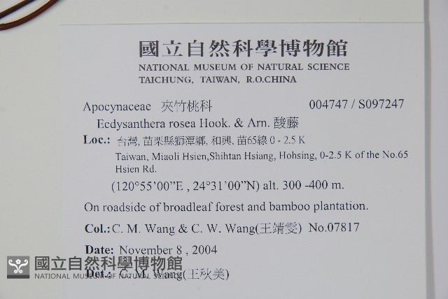 酸藤藏品圖，第2張