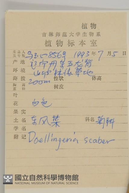 東風菜藏品圖，第2張