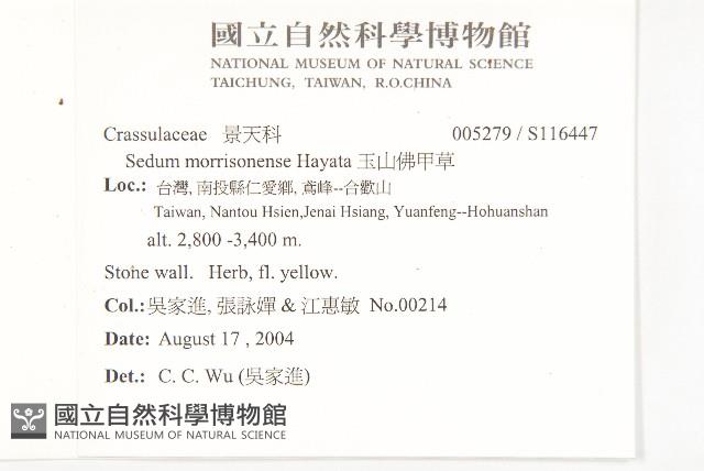 玉山佛甲草藏品圖，第2張