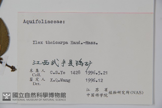 茶果冬青藏品圖，第2張