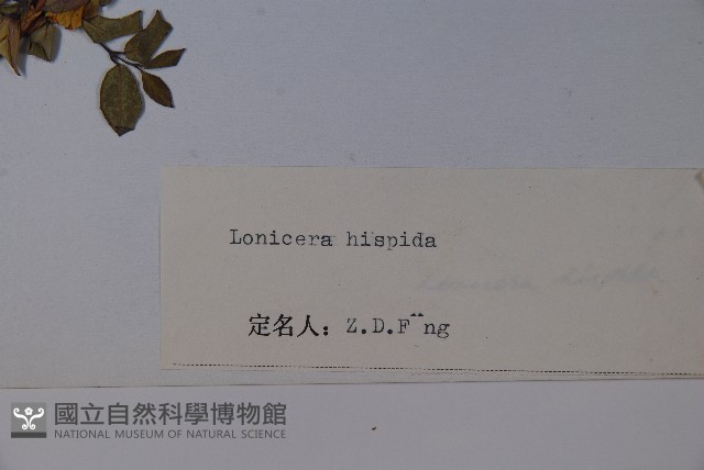 剛毛忍冬藏品圖，第2張