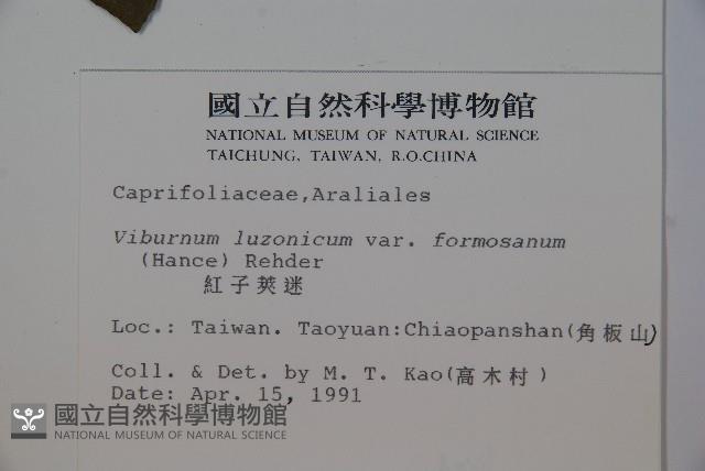 紅子莢迷藏品圖，第2張