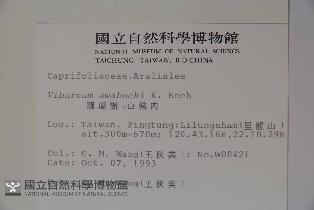 珊瑚樹藏品圖，第2張