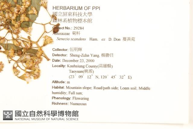 蔓黃菀藏品圖，第2張