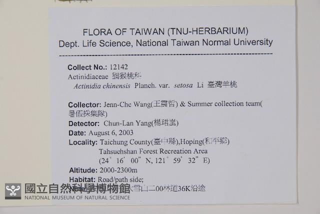 臺灣羊桃藏品圖，第2張