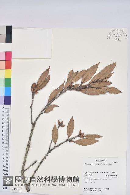 毽子櫟藏品圖，第1張