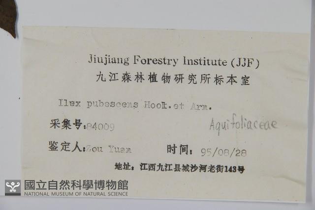 密毛假黃楊藏品圖，第2張