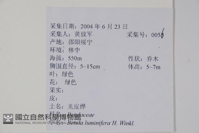亮葉樺藏品圖，第2張