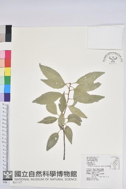 Globose Glans Oak Collection Image