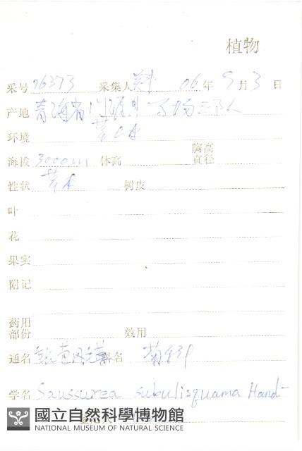 鉆苞風毛菊藏品圖，第2張