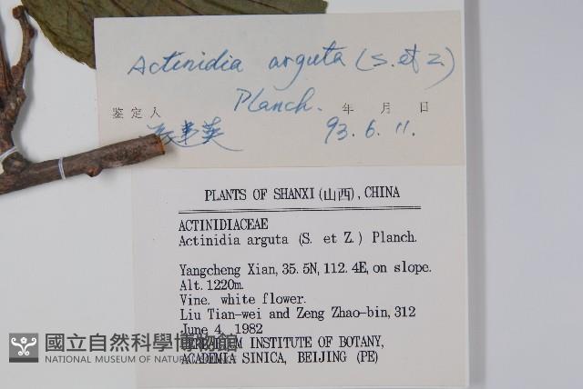 軟棗獼猴桃藏品圖，第2張