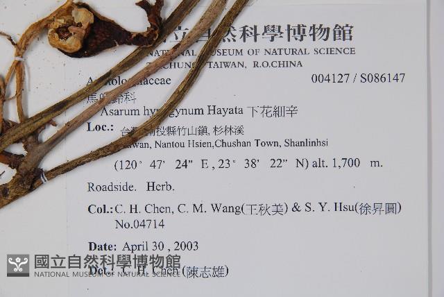 下花細辛藏品圖，第2張