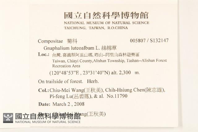 絲綿草藏品圖，第2張