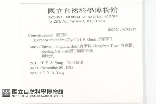 厚葉牽牛藏品圖，第2張