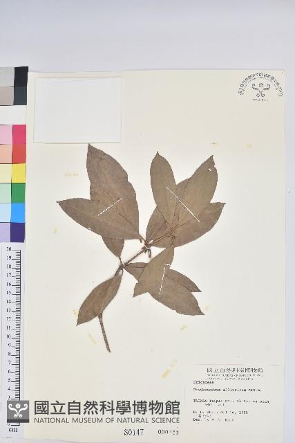 西施花、青紫木藏品圖，第1張