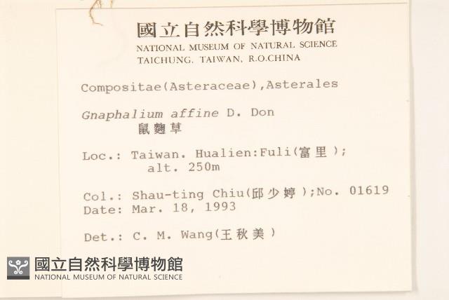 鼠麴草藏品圖，第2張