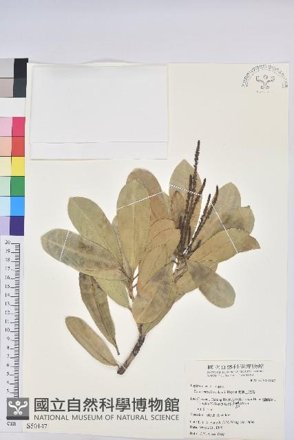 蘭嶼土沉香藏品圖，第4張