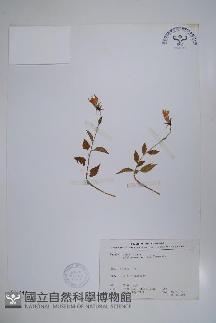 高山沙參藏品圖，第1張