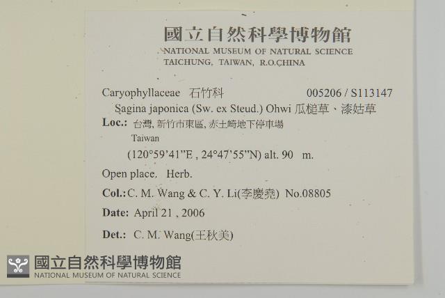 瓜槌草、漆姑草藏品圖，第2張