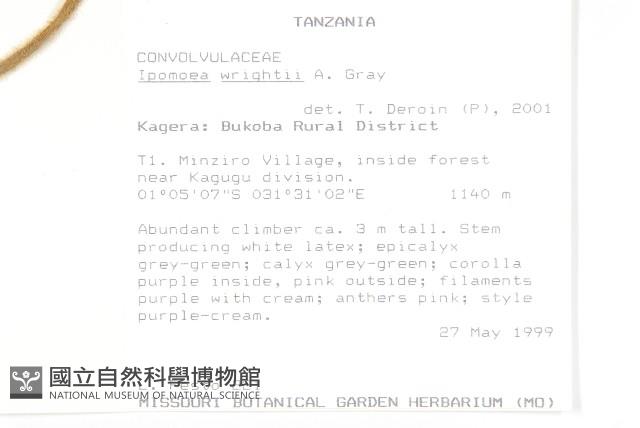 槭葉小牽牛藏品圖，第2張