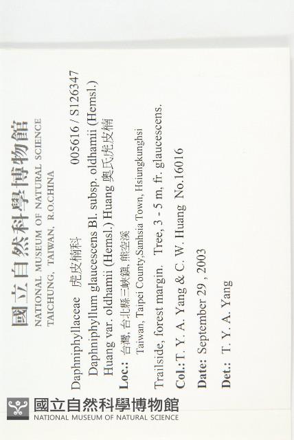 奧氏虎皮楠藏品圖，第2張