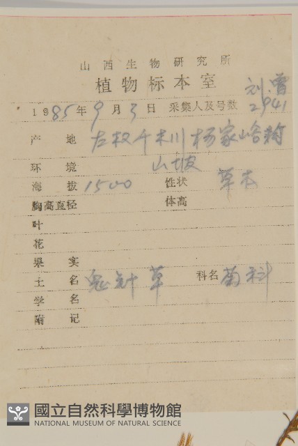 小花鬼針草藏品圖，第2張