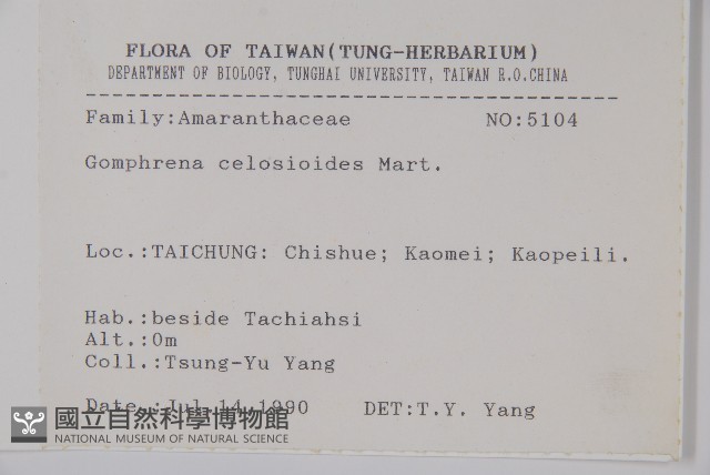 假千日紅藏品圖，第2張