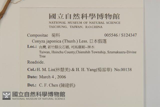 日本假蓬藏品圖，第2張