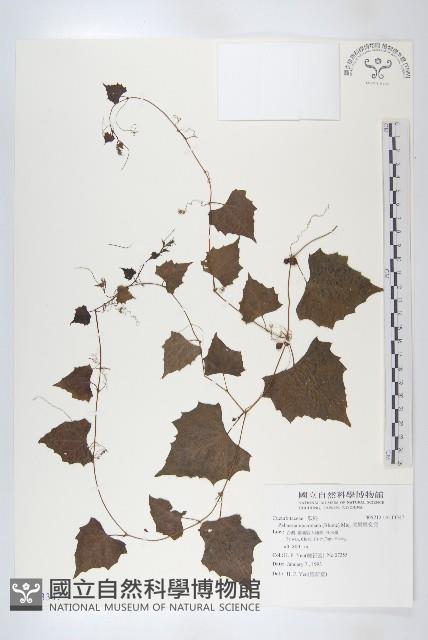 黑果馬交兒藏品圖，第1張