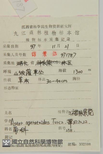 山白蘭藏品圖，第2張