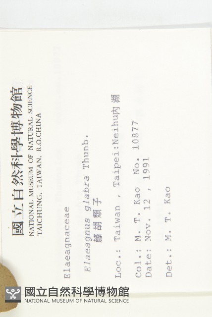 鄧氏胡頹子藏品圖，第2張