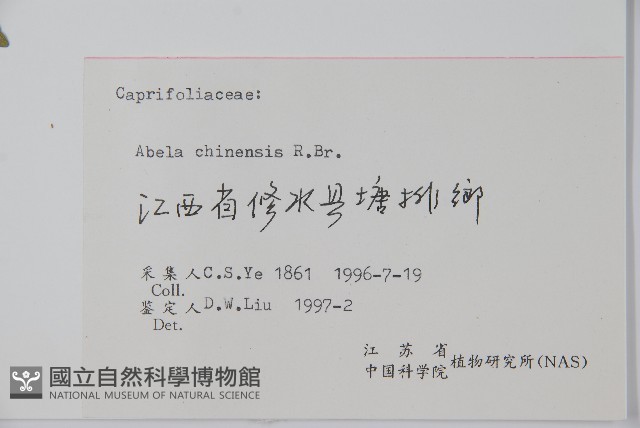 臺灣糯米條藏品圖，第2張