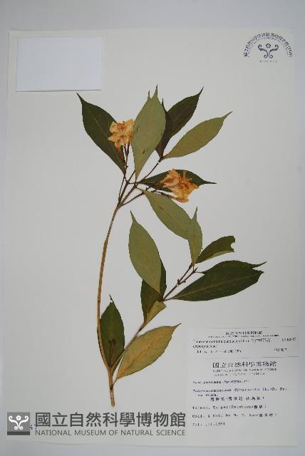 南洋馬蹄花藏品圖，第1張