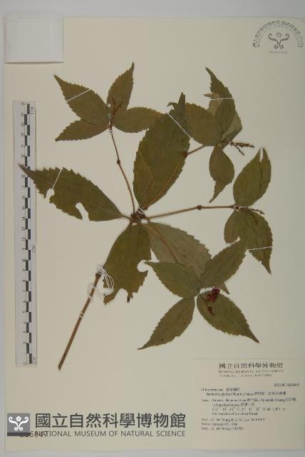 草珊瑚、紅果金粟蘭藏品圖，第1張