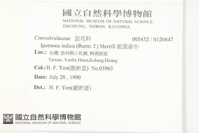 銳葉牽牛藏品圖，第2張