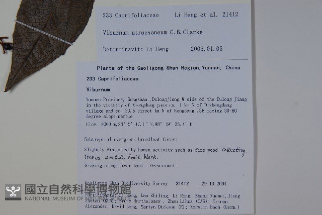 藍黑果莢迷藏品圖，第2張