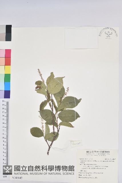 枯里珍藏品圖，第1張