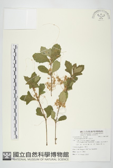 菟絲子藏品圖，第1張