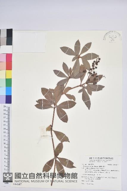 臺灣馬醉木藏品圖，第1張