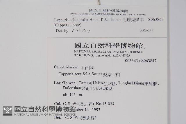 毛瓣蝴蝶木藏品圖，第2張