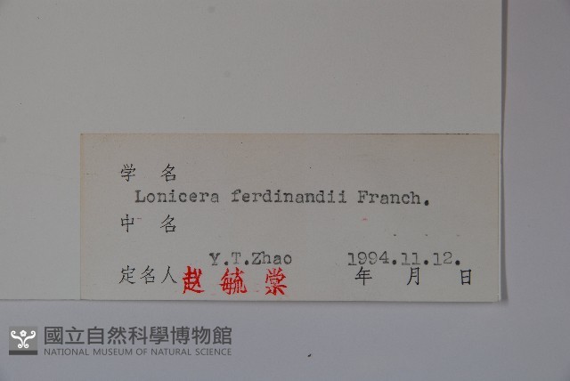 蔥皮忍冬藏品圖，第2張