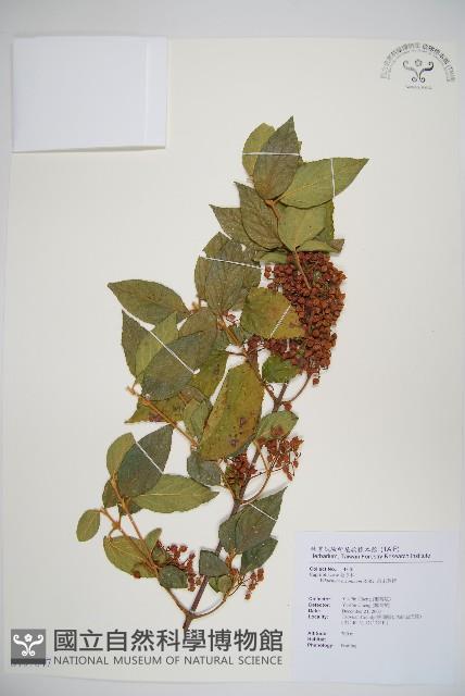 呂宋莢迷藏品圖，第1張